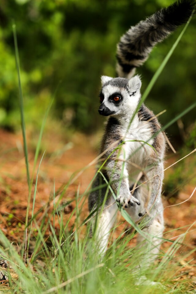 Lemur catta duke lemur center durham nc