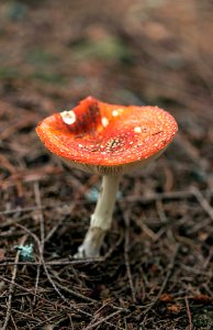 selective focus photography of orange mushroom photo