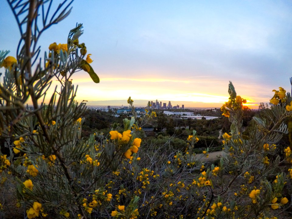 Los angeles, United states, Wild