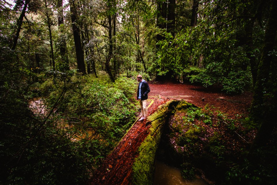 Big basin redwoods state park, Boulder creek, United states