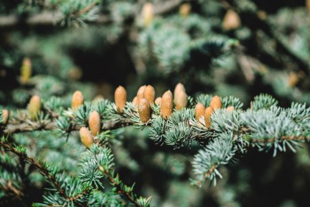 closeup photography of green pine tree photo