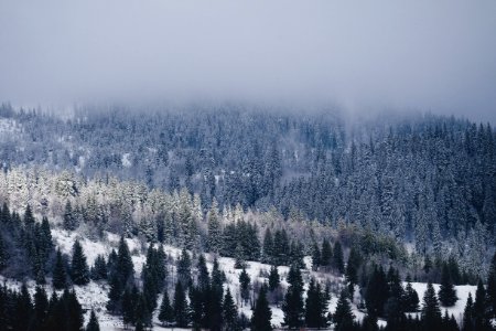 pine tree cover icy photo