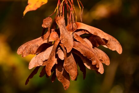 Brown autumn close up photo