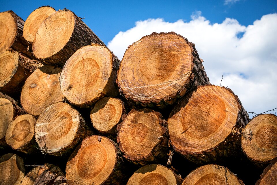 Annual rings timber industry timber
