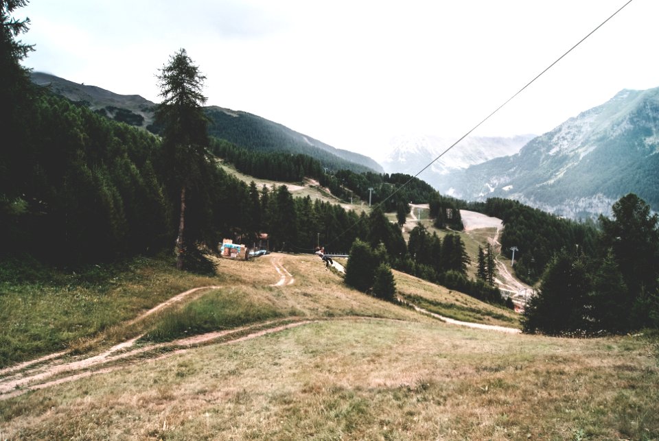 green pine trees near house