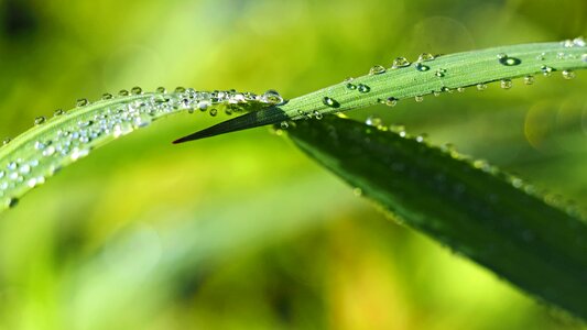 Green dewdrop nature photo
