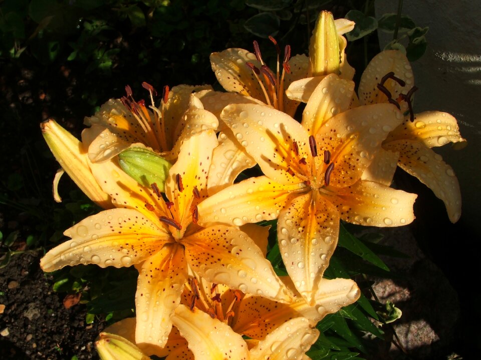 Orange flowers blossoms