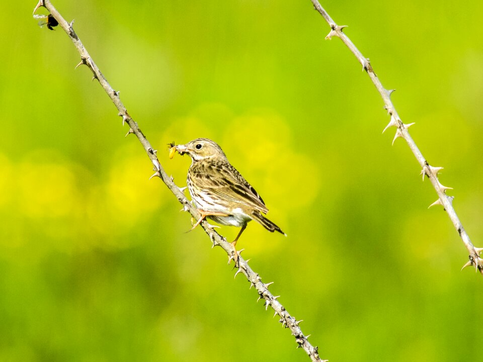 Songbird nature animal