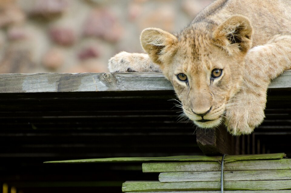 Wild animal africa wildcat