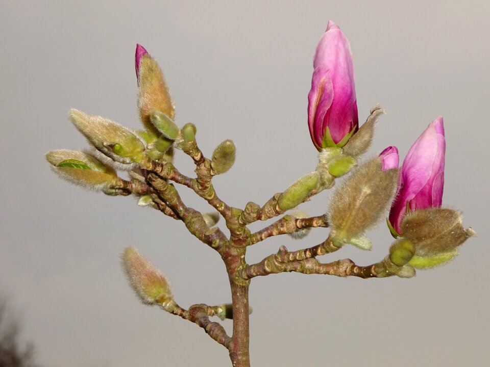 Bloom bud nature