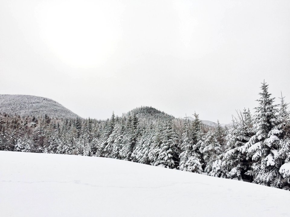 trees coated with snow at daytime