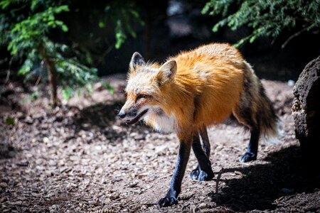 Wild wild animal forest animal