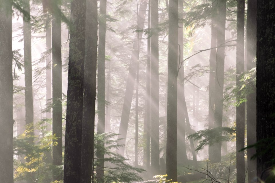 Ohanapecosh river, United states, Trees