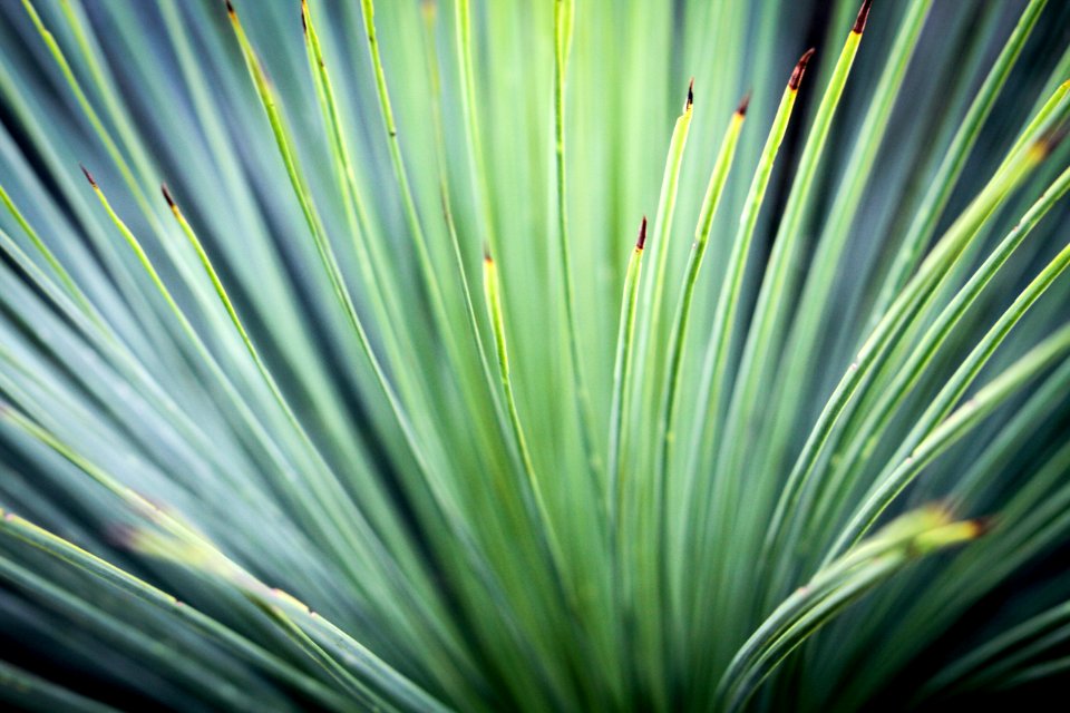 Nature, Plants, Sharp