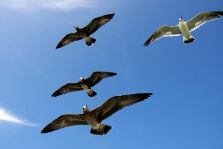 four flying gull birds photo
