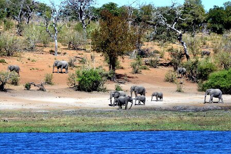 Wildlife wild wilderness