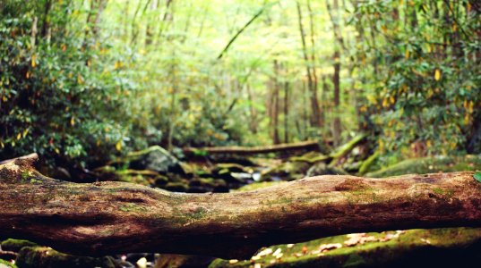 Great smoky mountains, United states, Limb