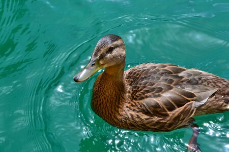 Lake duck bird plumage photo