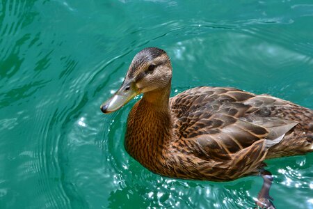 Lake duck bird plumage