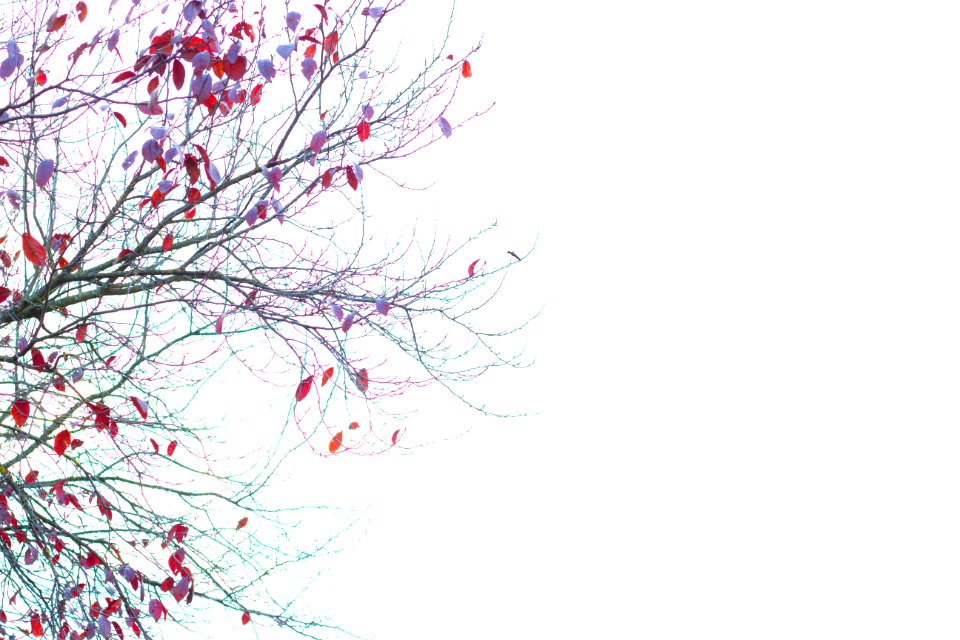 White, Winter, Purple