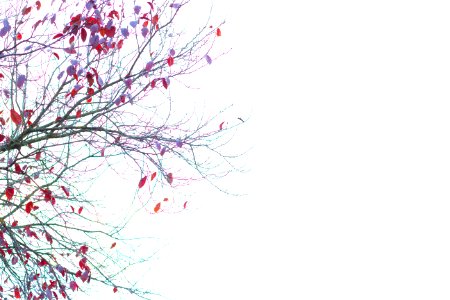 White, Winter, Purple