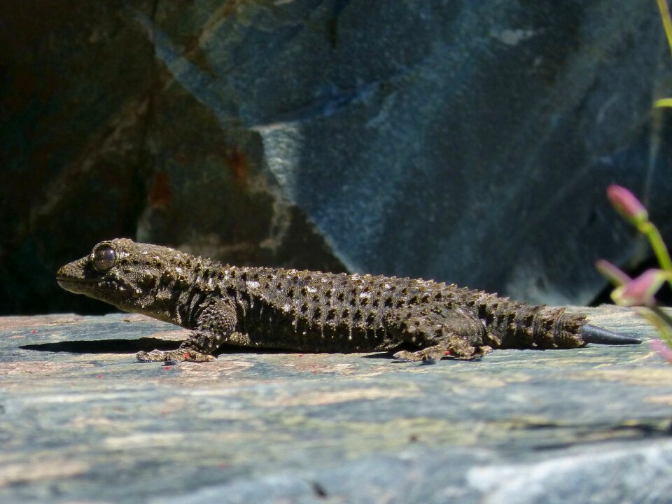 Reptile rock texture
