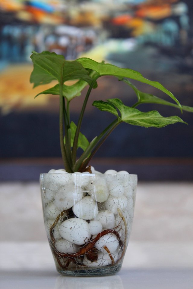 Hyderabad, India, Bonsai