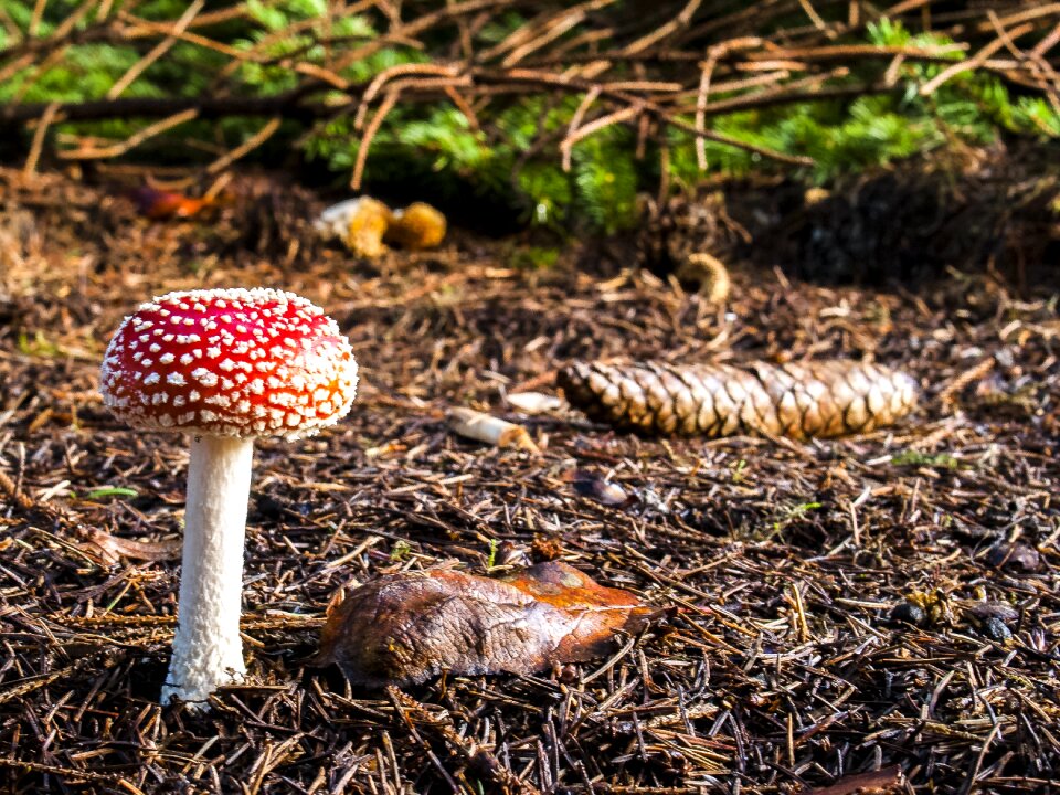 Autumn forest nature