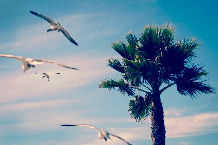 flock of birds flying near green tree during daytime photo