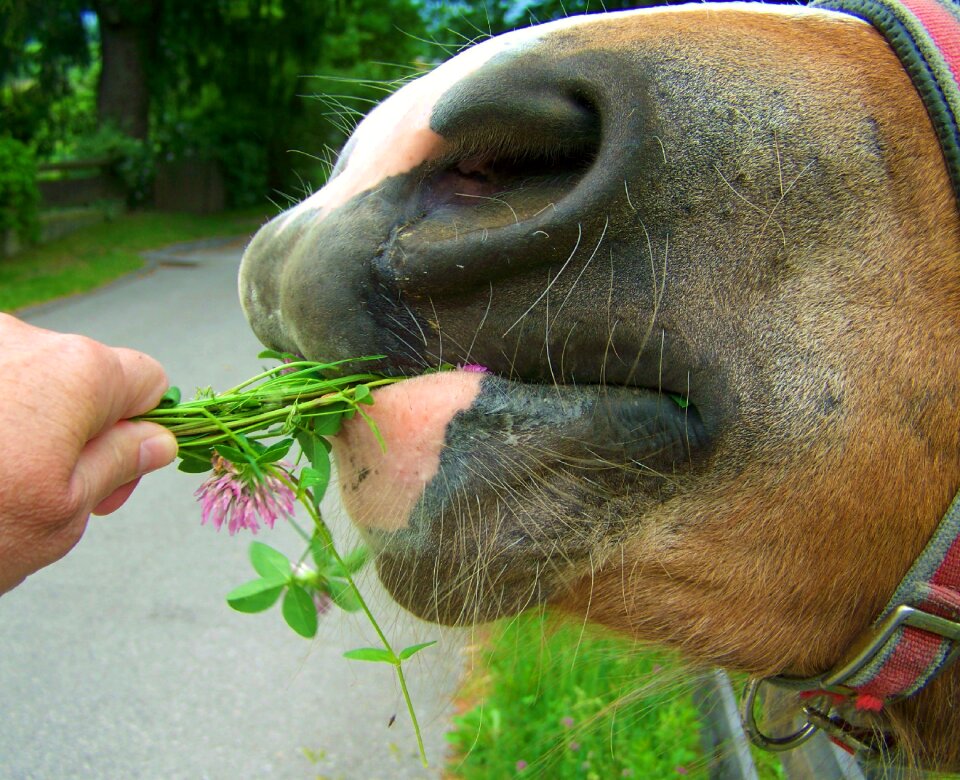 Brown horse snout animal body part animal