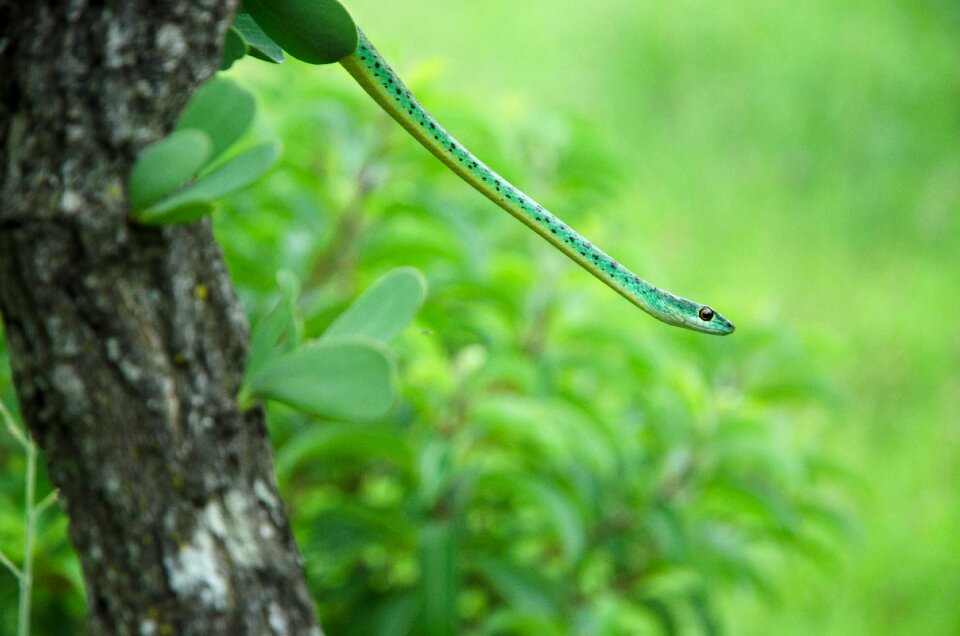Reptile animal creature