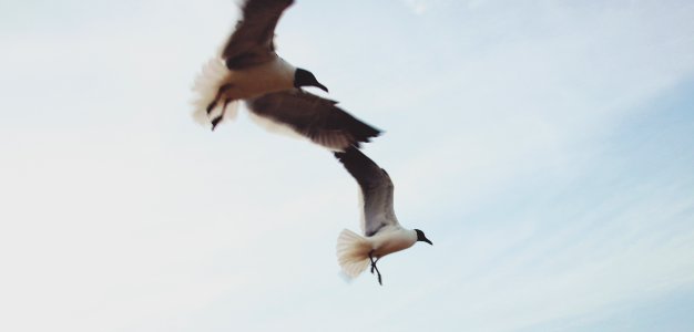 Ocean, Stone harbor photo