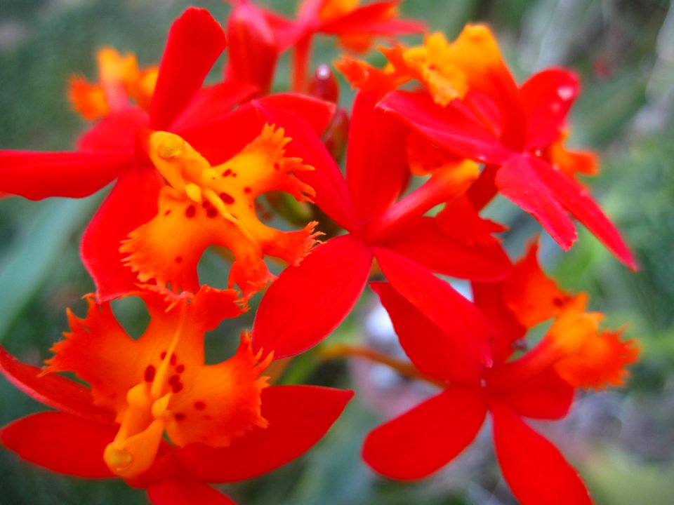 Alfonso, Philippines, Orchid