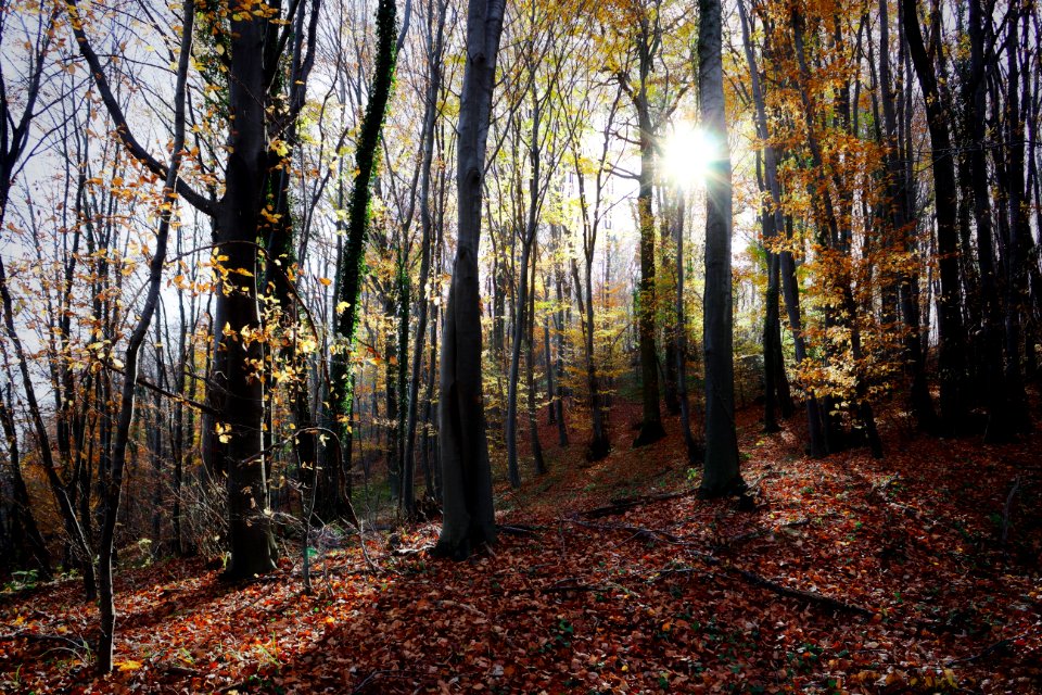 Fru ka gora, Magic, Autumn