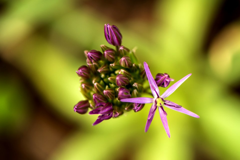 Ilina, Slovakia, Macro