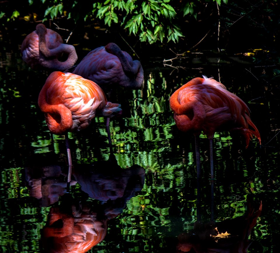 Sedgwick county zoo, Wichita, Kansas