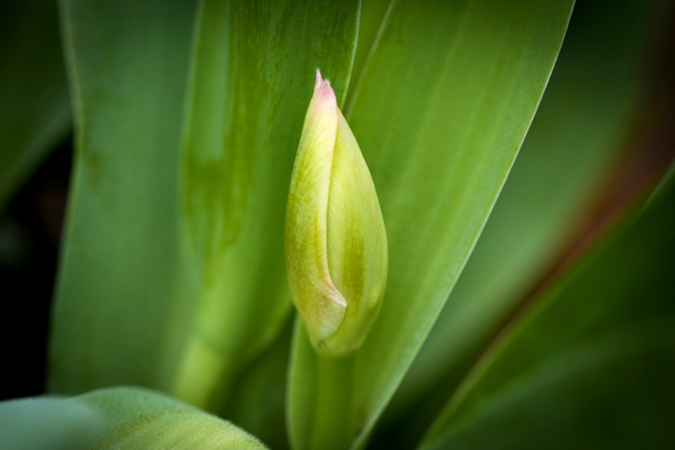 New, Young, Green