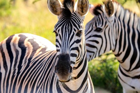 South africa, Wildlife, Zebra photo