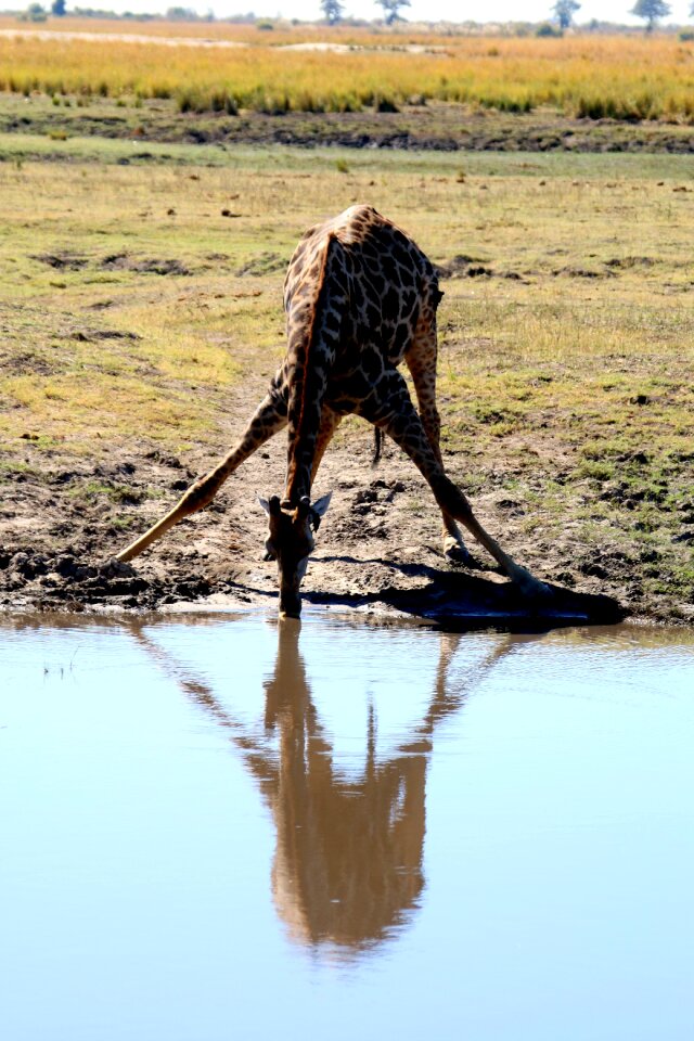 Botswana chobe wild