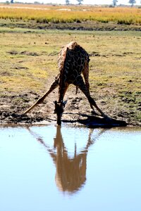 Botswana chobe wild photo