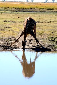 Botswana chobe wild