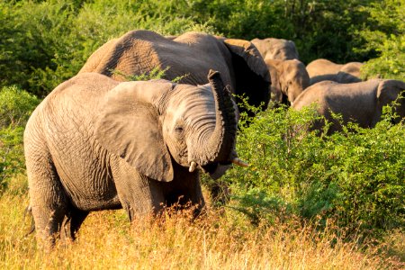 South africa, National parks, Elephants