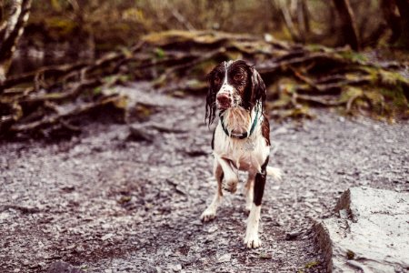 short-coated white and brown dog on brown soil photo