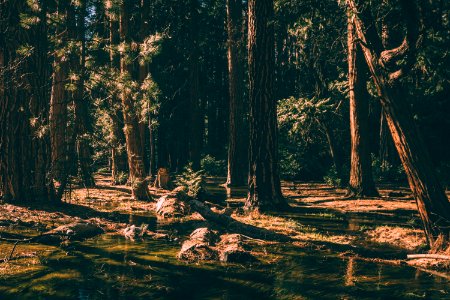 body of water in the middle of forest during daytime photo