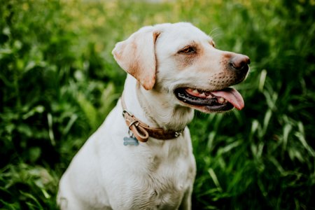 short-coated white dog photo