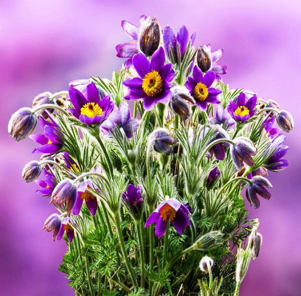 Blossom bloom purple