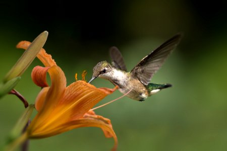 Birds, Hummingbird, Collingwood photo