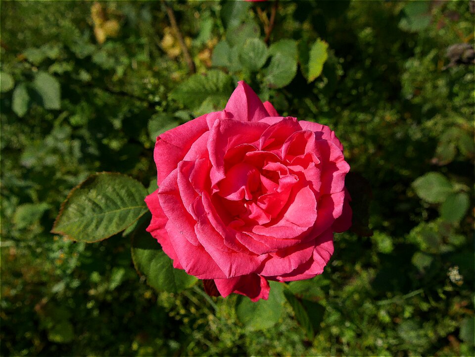 Nature plant garden plant