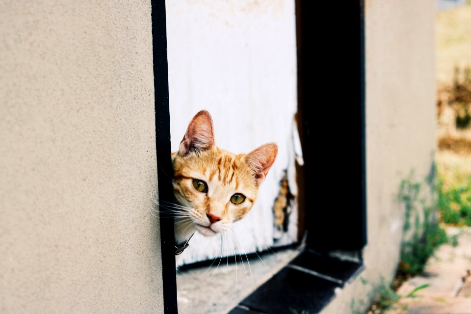 Cat, Green, Cute