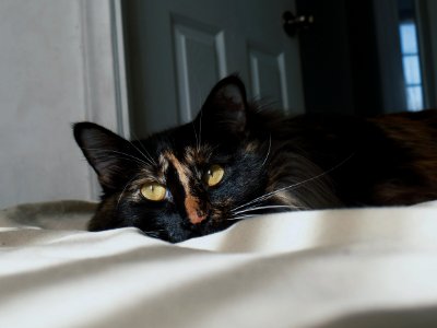 Beauty cat, Pets, Kitten photo